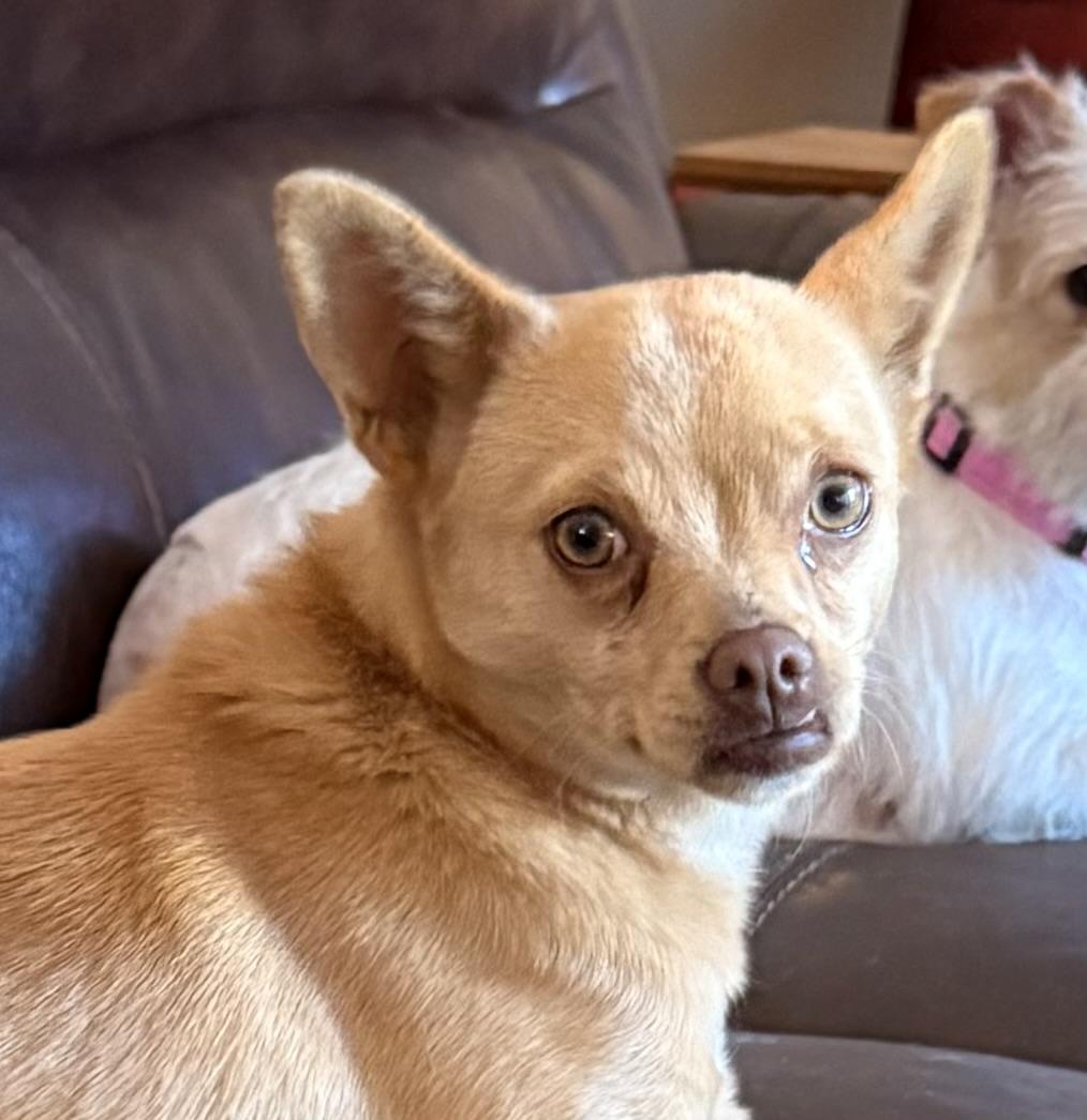 Miss Muffin, ADOPTABLE, Young Female Chihuahua.