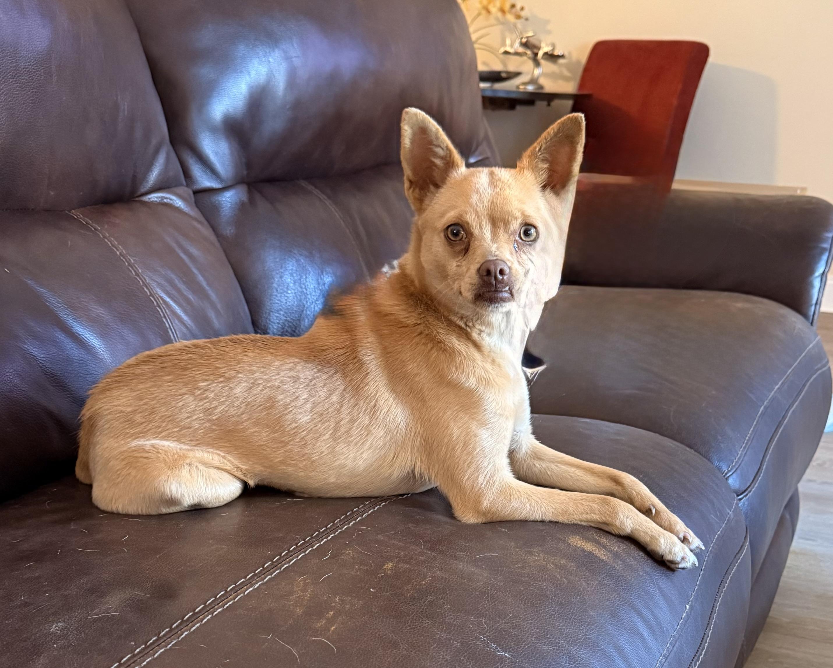 Enlarge Miss Muffin, a ADOPTABLE mixed breed in Charlotte, NC image 4/4