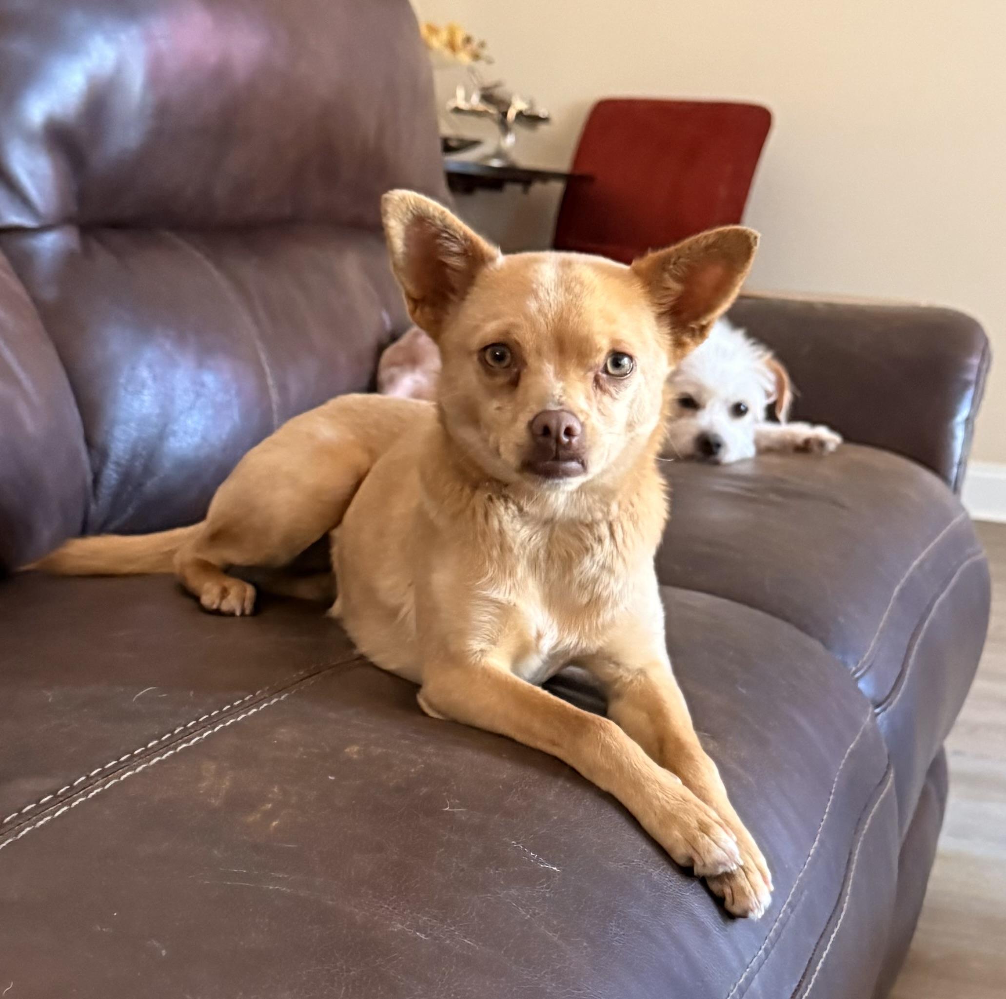 Enlarge Miss Muffin, a ADOPTABLE mixed breed in Charlotte, NC image 3/4