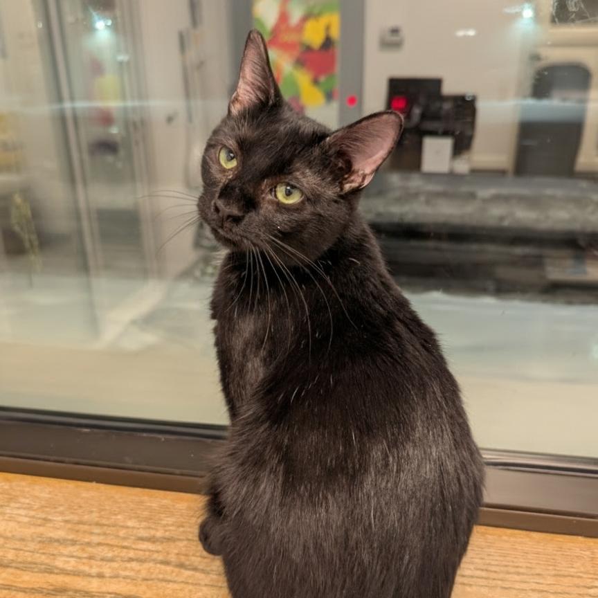 Crocket, a Adoptable Domestic Short Hair in Wheeling, IL image 2/6