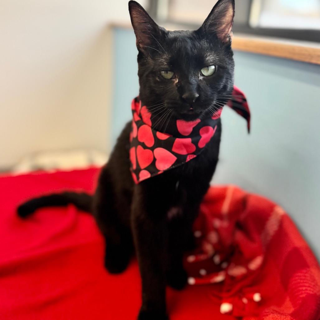 Crocket, a Adoptable Domestic Short Hair in Wheeling, IL image 3/6