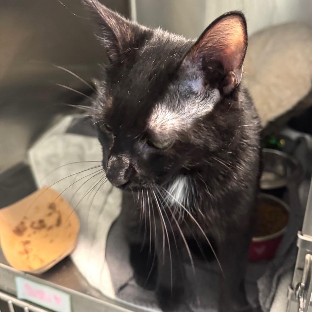 Crocket, a Adoptable Domestic Short Hair in Wheeling, IL image 4/6