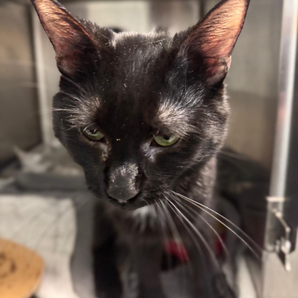 Crocket, a Adoptable Domestic Short Hair in Wheeling, IL image 6/6