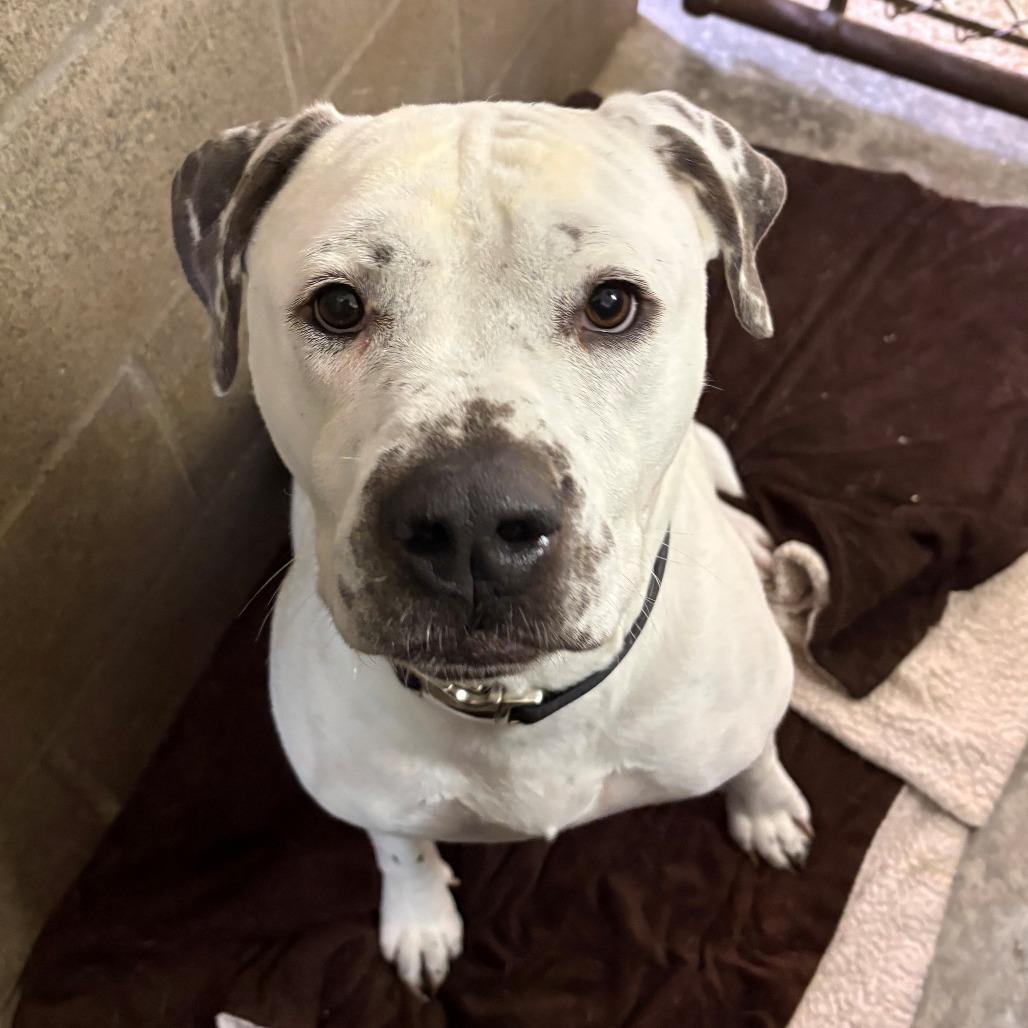 Junior, Adoptable, Adult Male Pit Bull Terrier & American Bulldog.