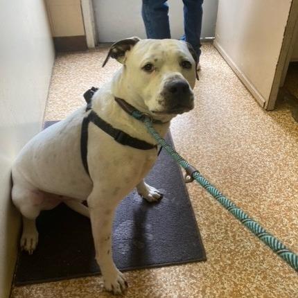 Junior, a Adoptable mixed breed in Chehalis, WA image 2/2