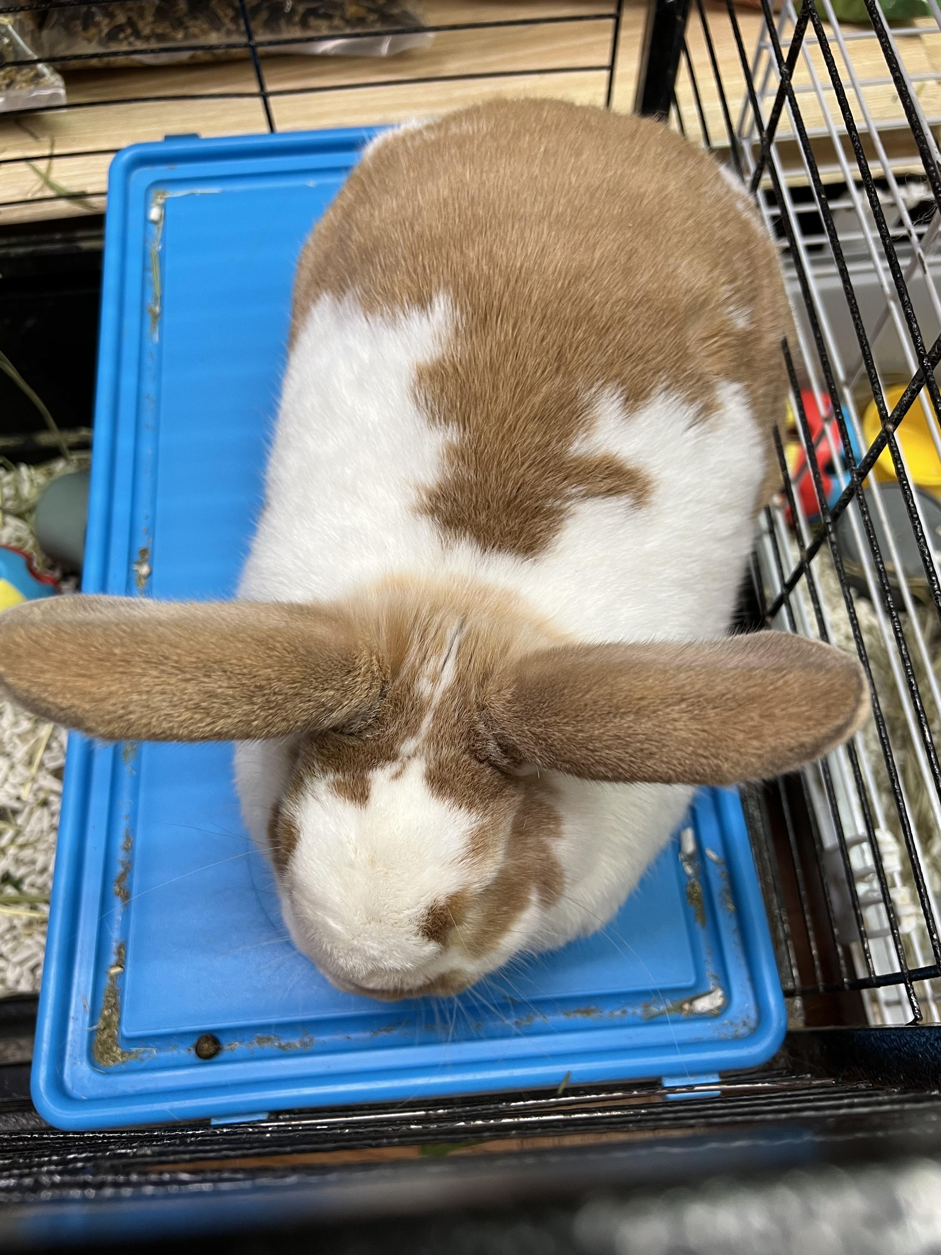 Tango and Stormie, Adoptable, Adult Male Lop Eared.