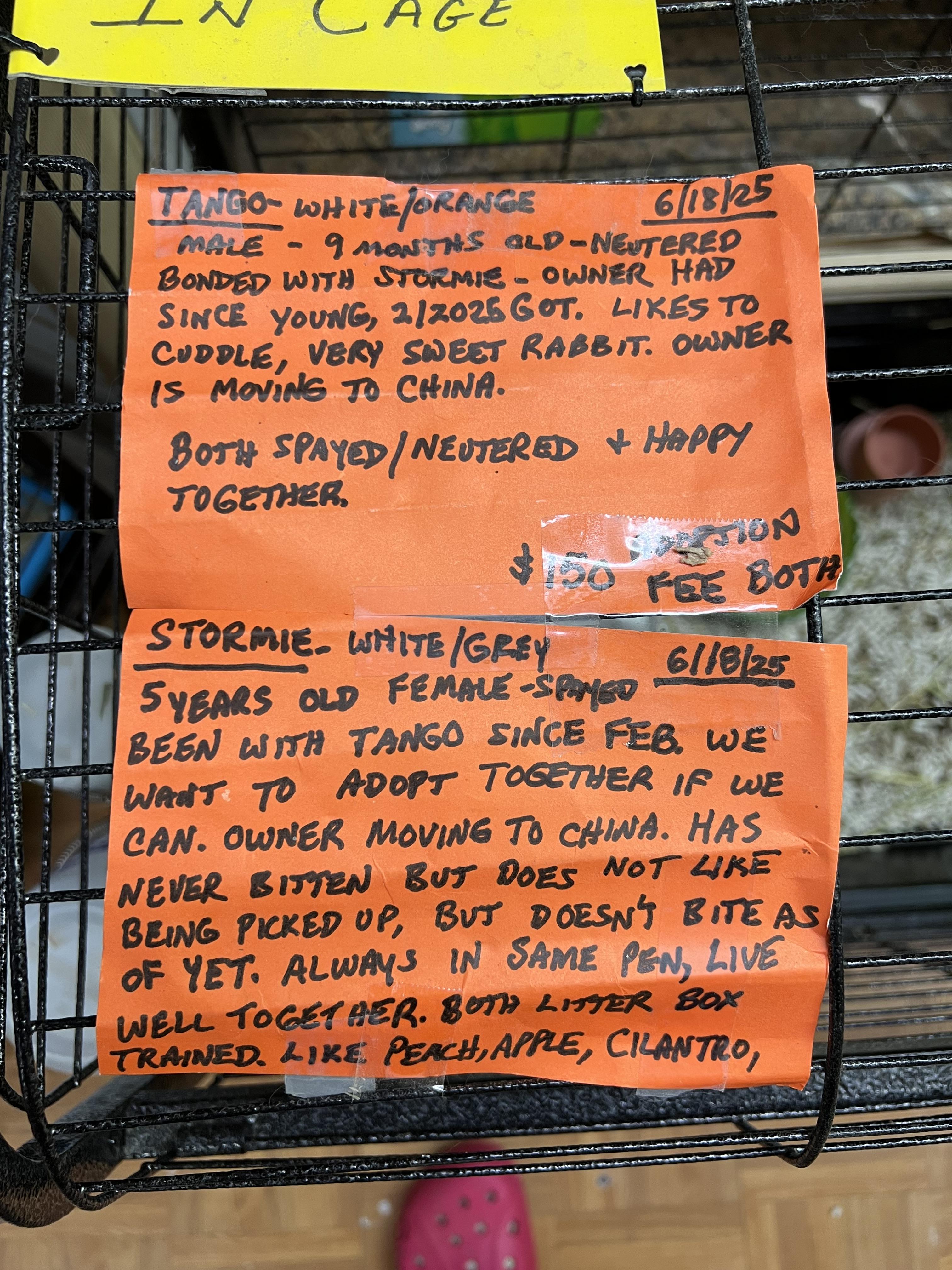 Tango and Stormie, a Adoptable mixed breed in Hillsborough, NJ image 2/2