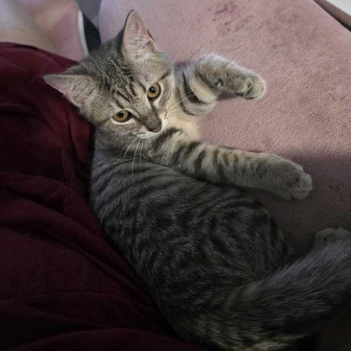 Sage, Adoptable, Kitten Female Domestic Short Hair.