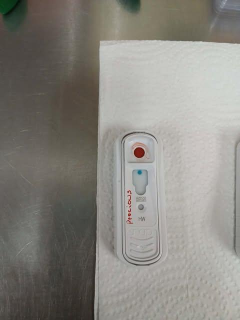 precious, Adoptable, Senior Female Chihuahua & Beagle.