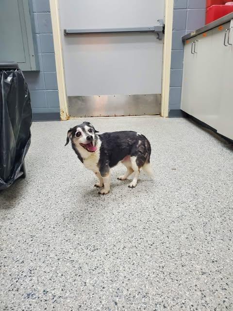 precious, Adoptable, Senior Female Chihuahua & Beagle.