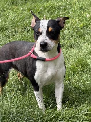 Odie, Adoptable, Adult Female Mixed Breed & Mixed Breed.