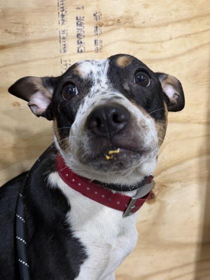 Enlarge Odie, a Adoptable mixed breed in Harbor Springs, MI image 2/2