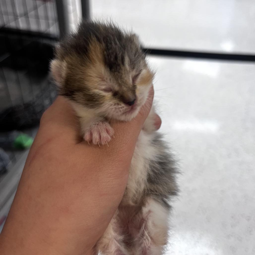 Enlarge Candace, a Adoptable Domestic Short Hair in Portage, MI image 1/3
