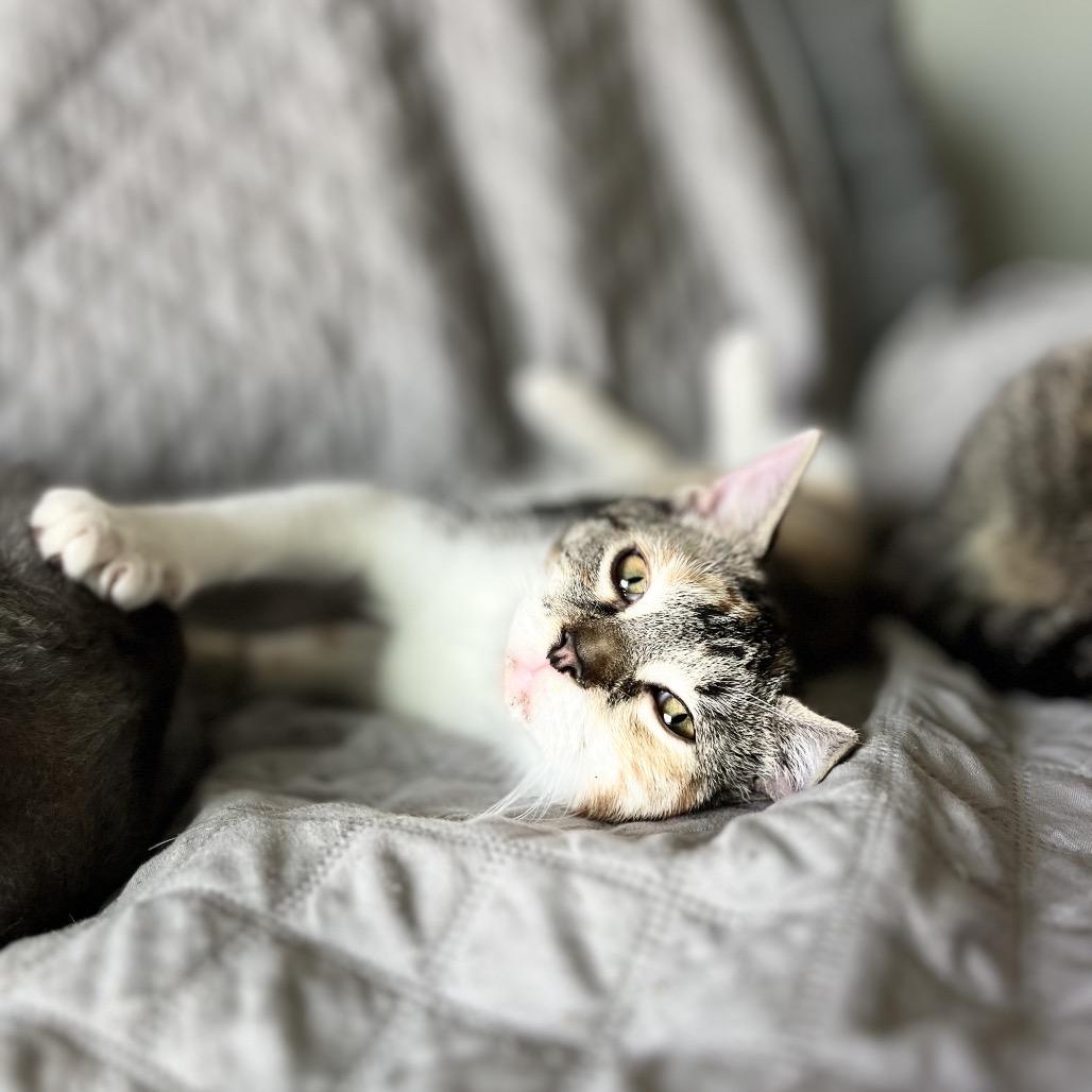 Enlarge Candace, a Adoptable Domestic Short Hair in Portage, MI image 2/3