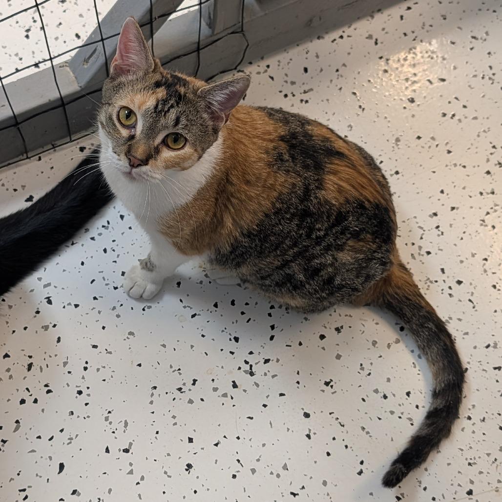 Enlarge Candace, a Adoptable Domestic Short Hair in Portage, MI image 3/3