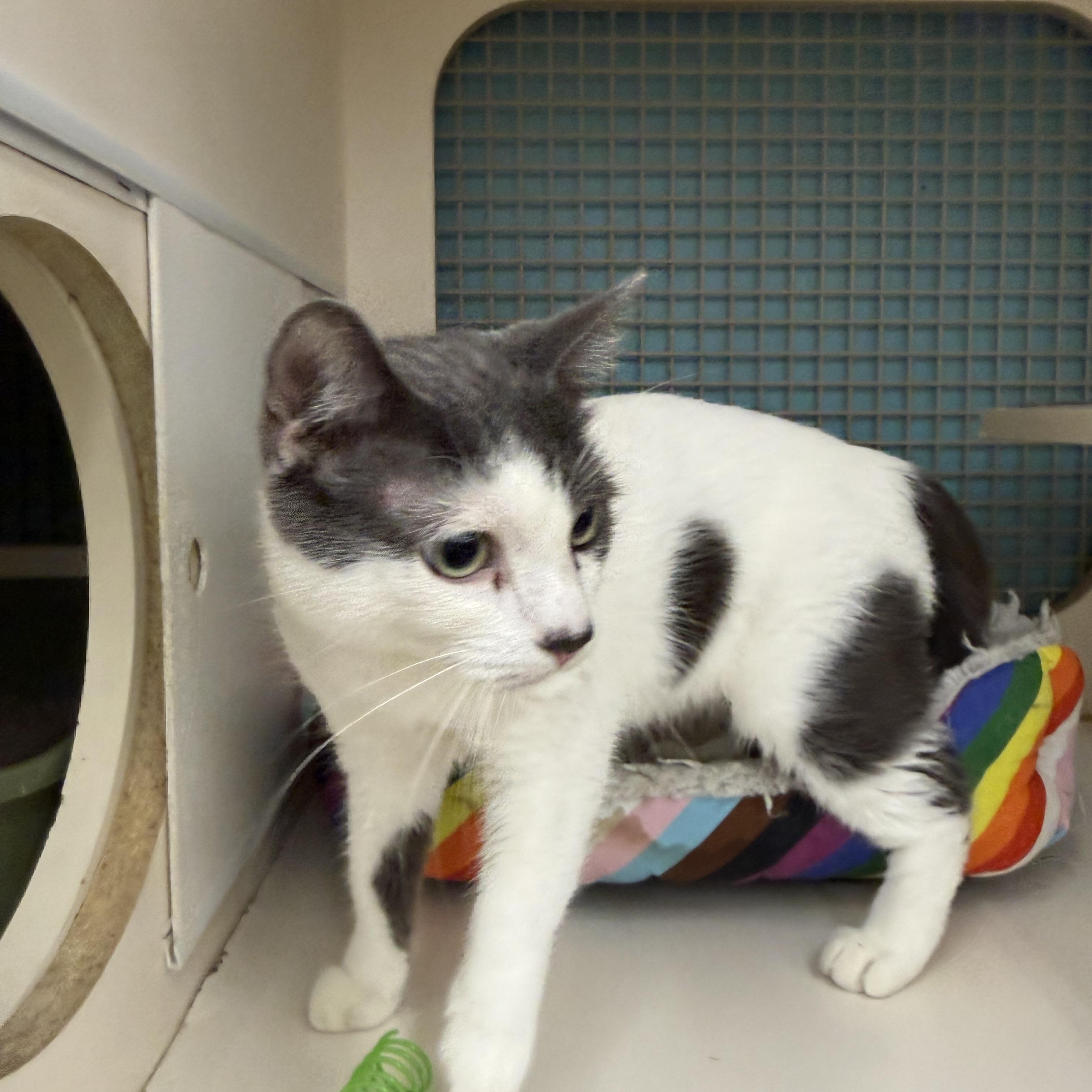 Enlarge Talk Bout Me, an adopted Domestic Short Hair in Las Vegas, NV image 1/1