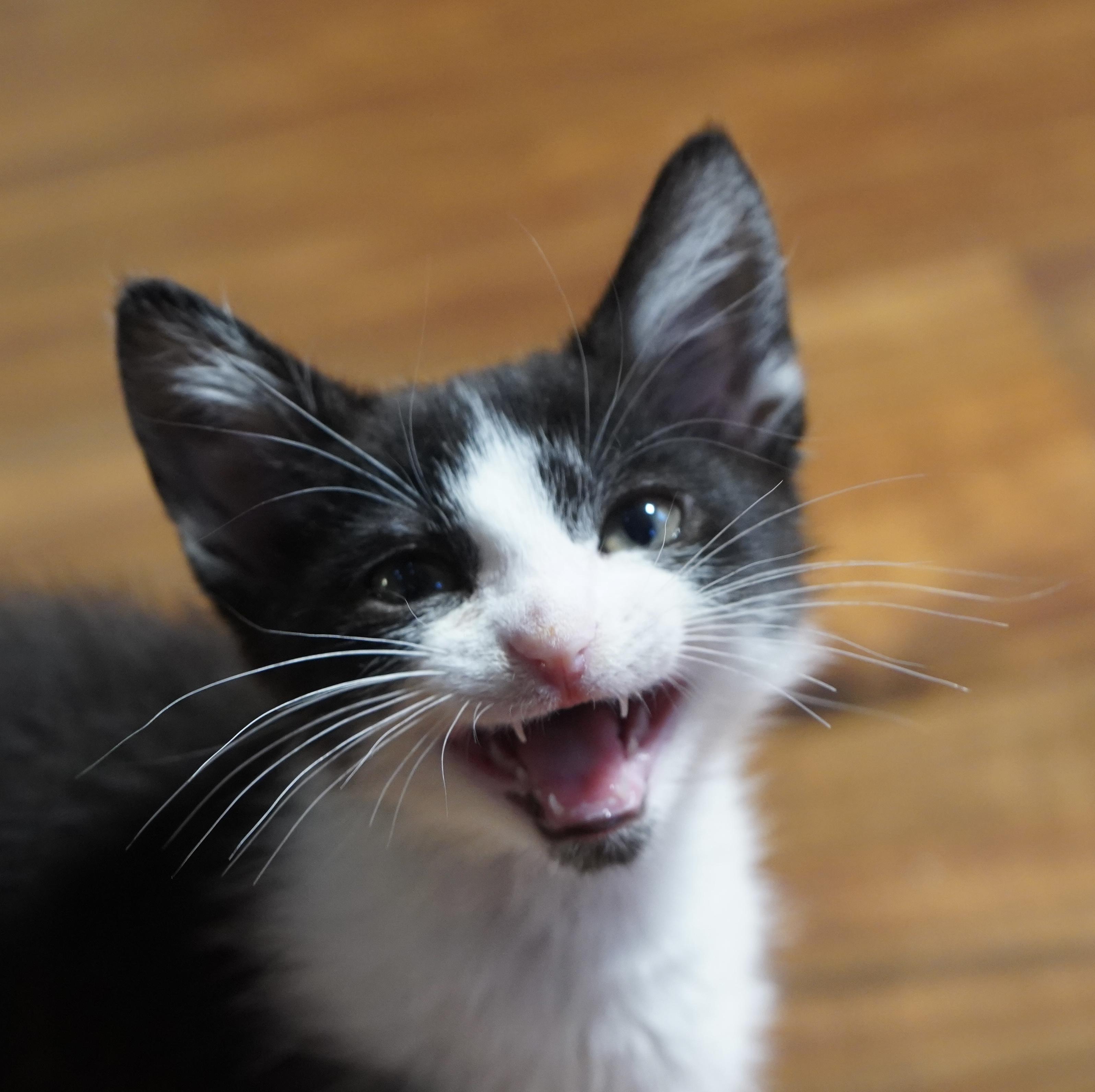 Enlarge Gibbous, a Adoptable Domestic Short Hair in Suffolk, VA image 5/5
