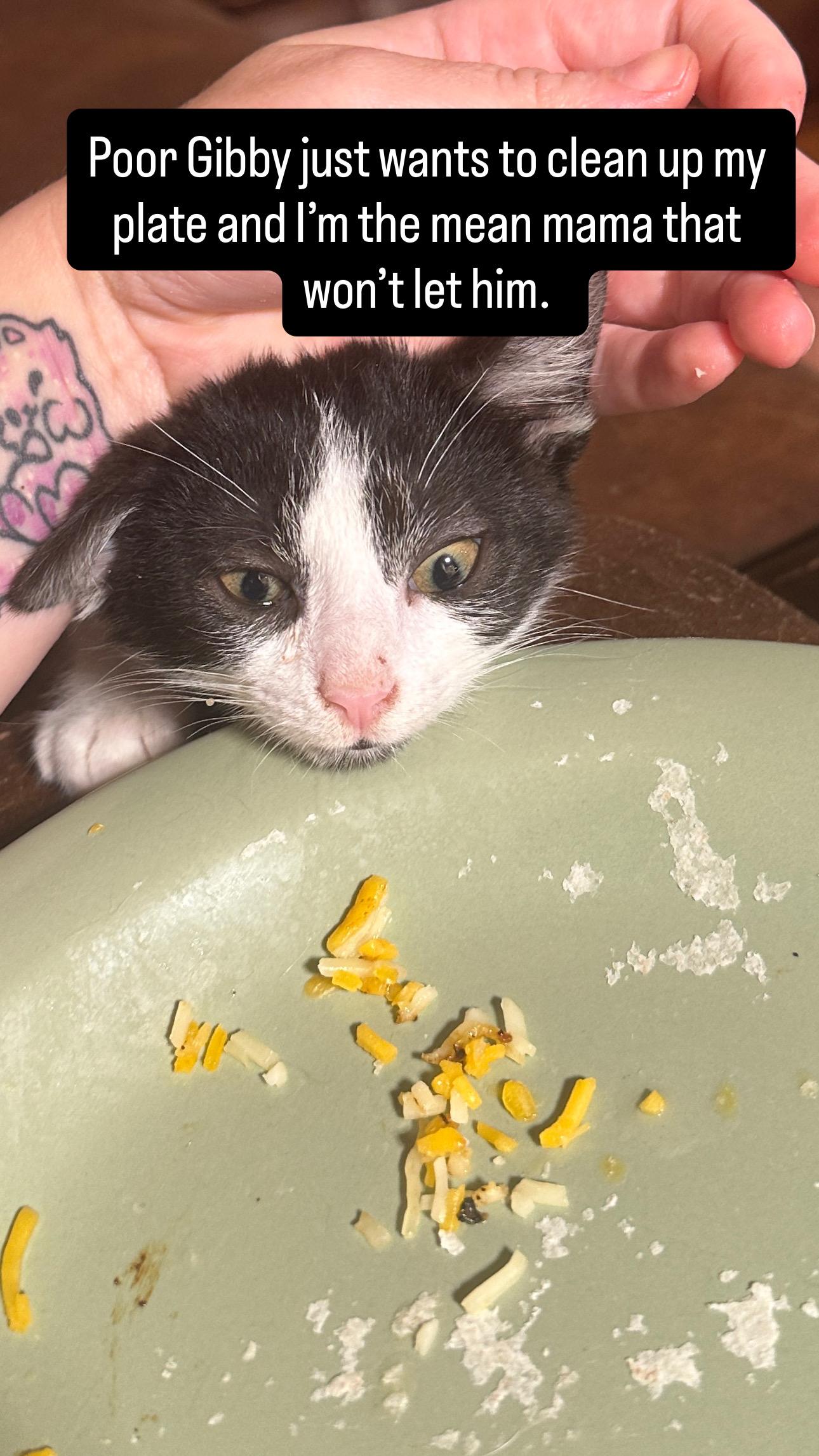 Enlarge Gibbous, a Adoptable Domestic Short Hair in Suffolk, VA image 4/5