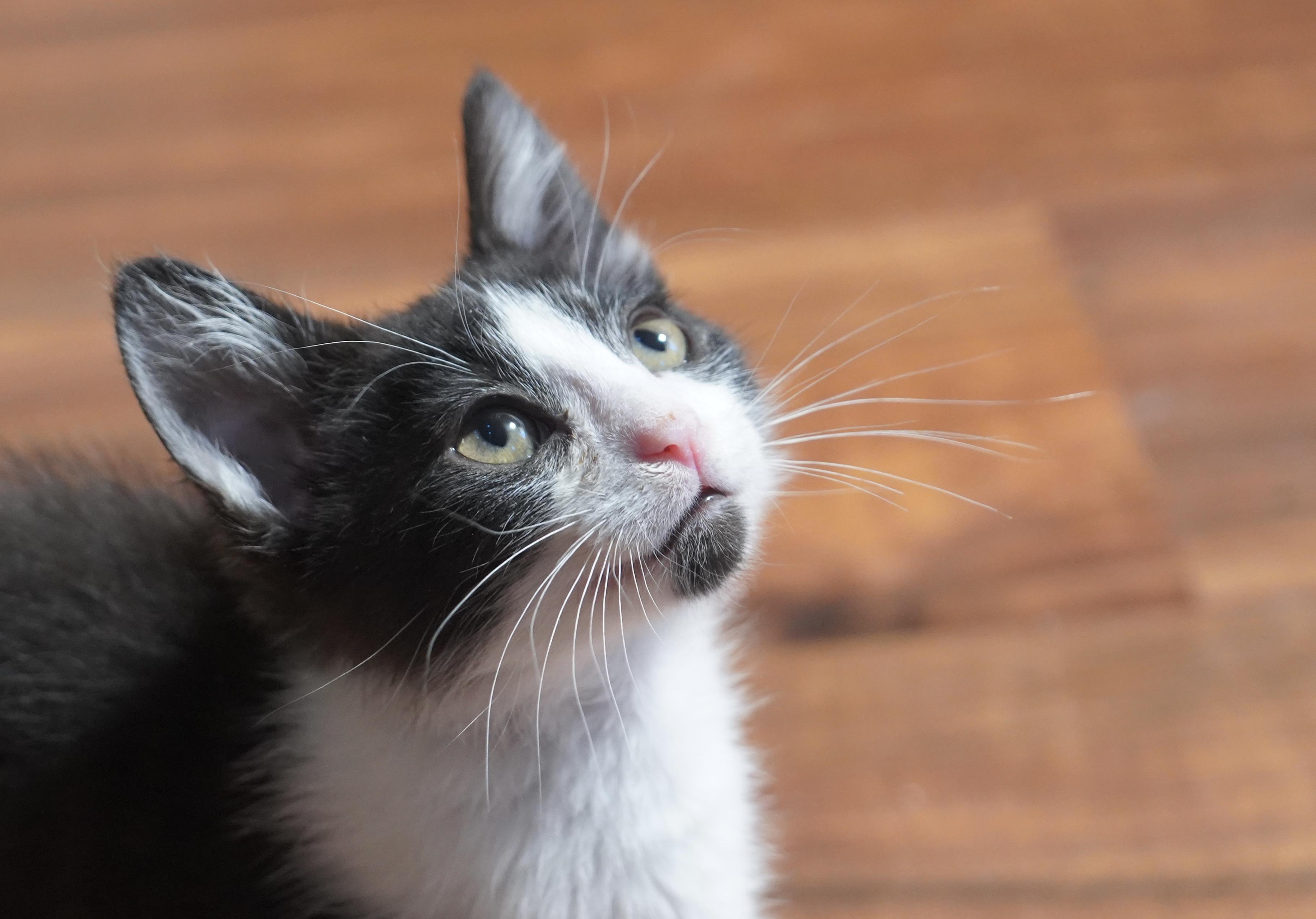 Gibbous, Adoptable, Kitten Male Domestic Short Hair.
