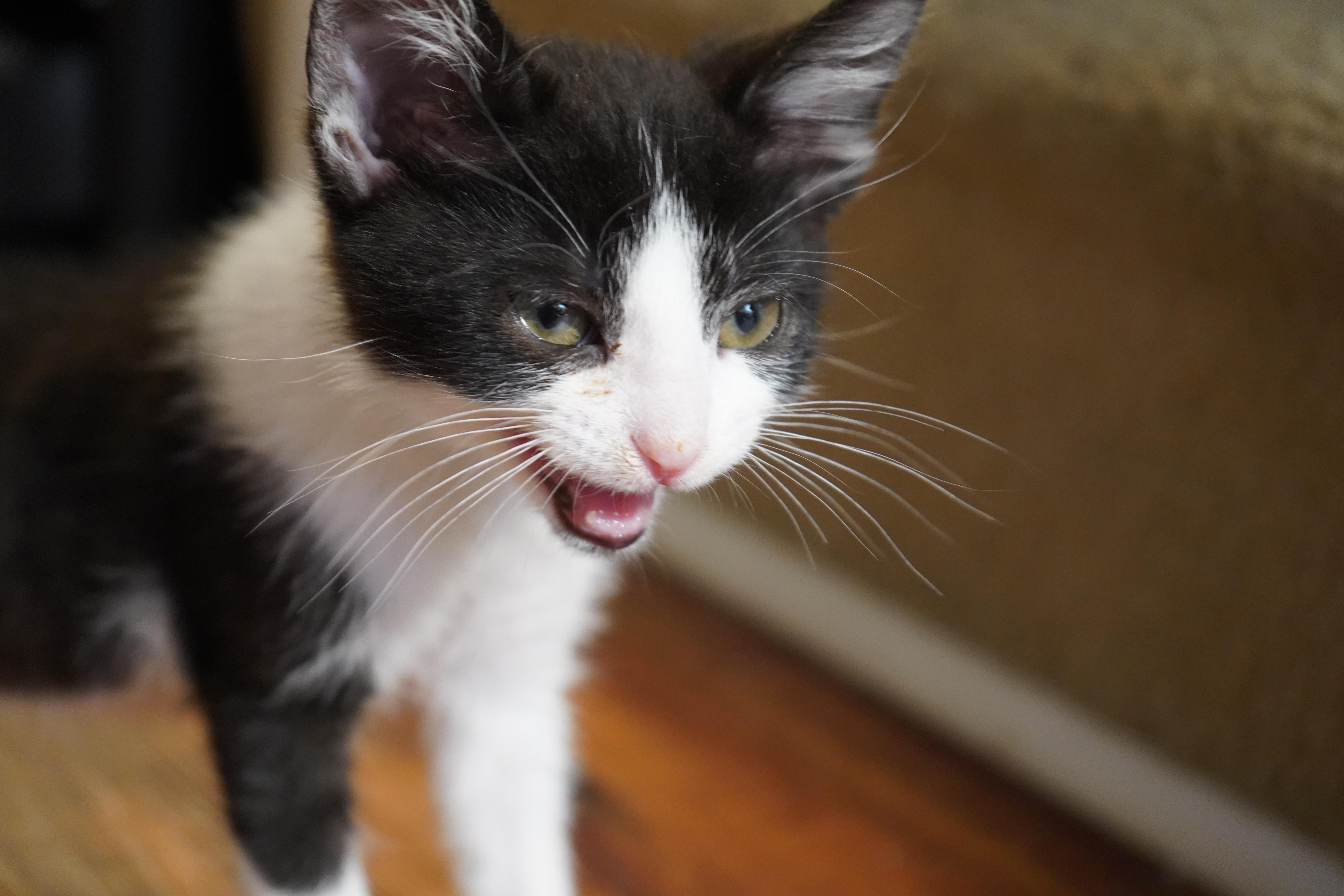 Enlarge Gibbous, a Adoptable Domestic Short Hair in Suffolk, VA image 3/5