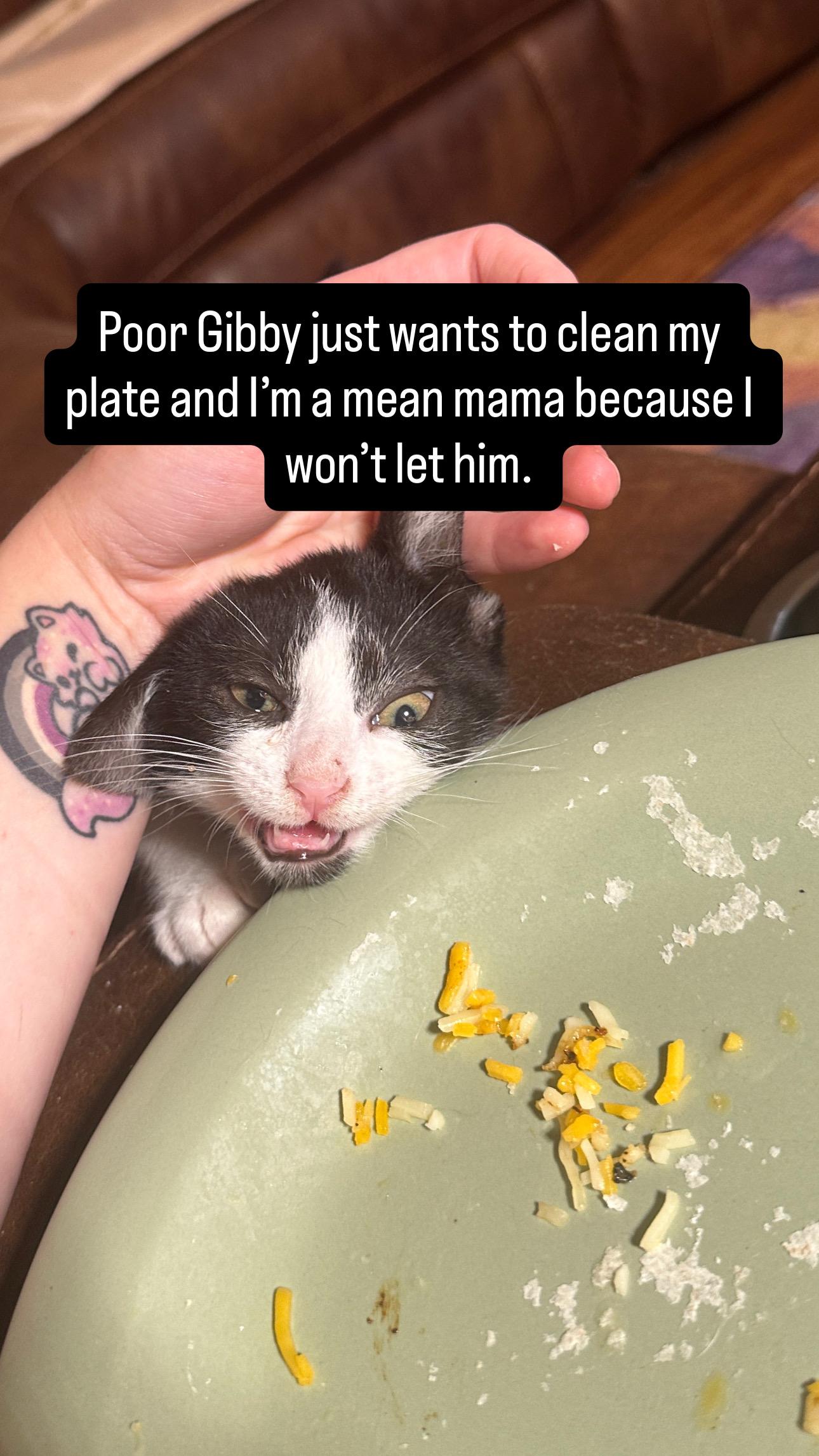 Enlarge Gibbous, a Adoptable Domestic Short Hair in Suffolk, VA image 2/5