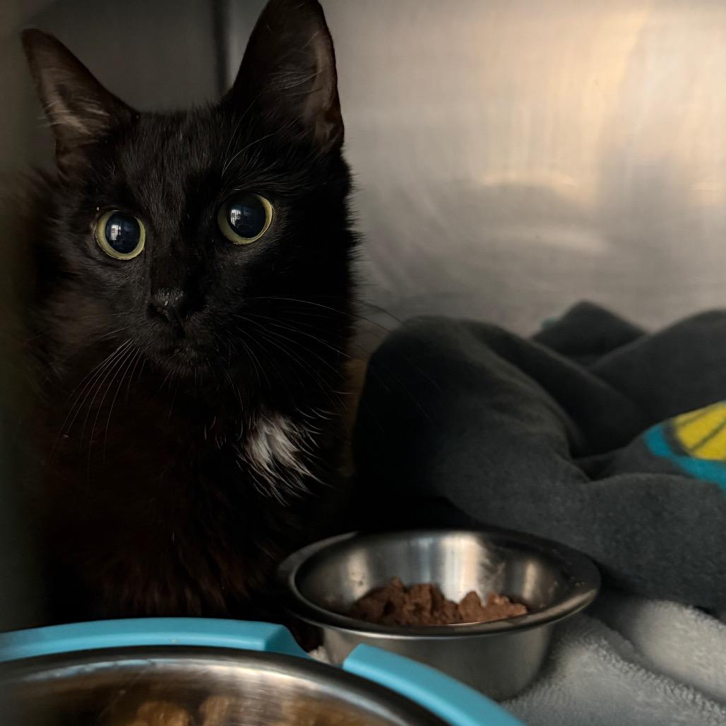 Hecate, Adoptable, Adult Female Domestic Short Hair.