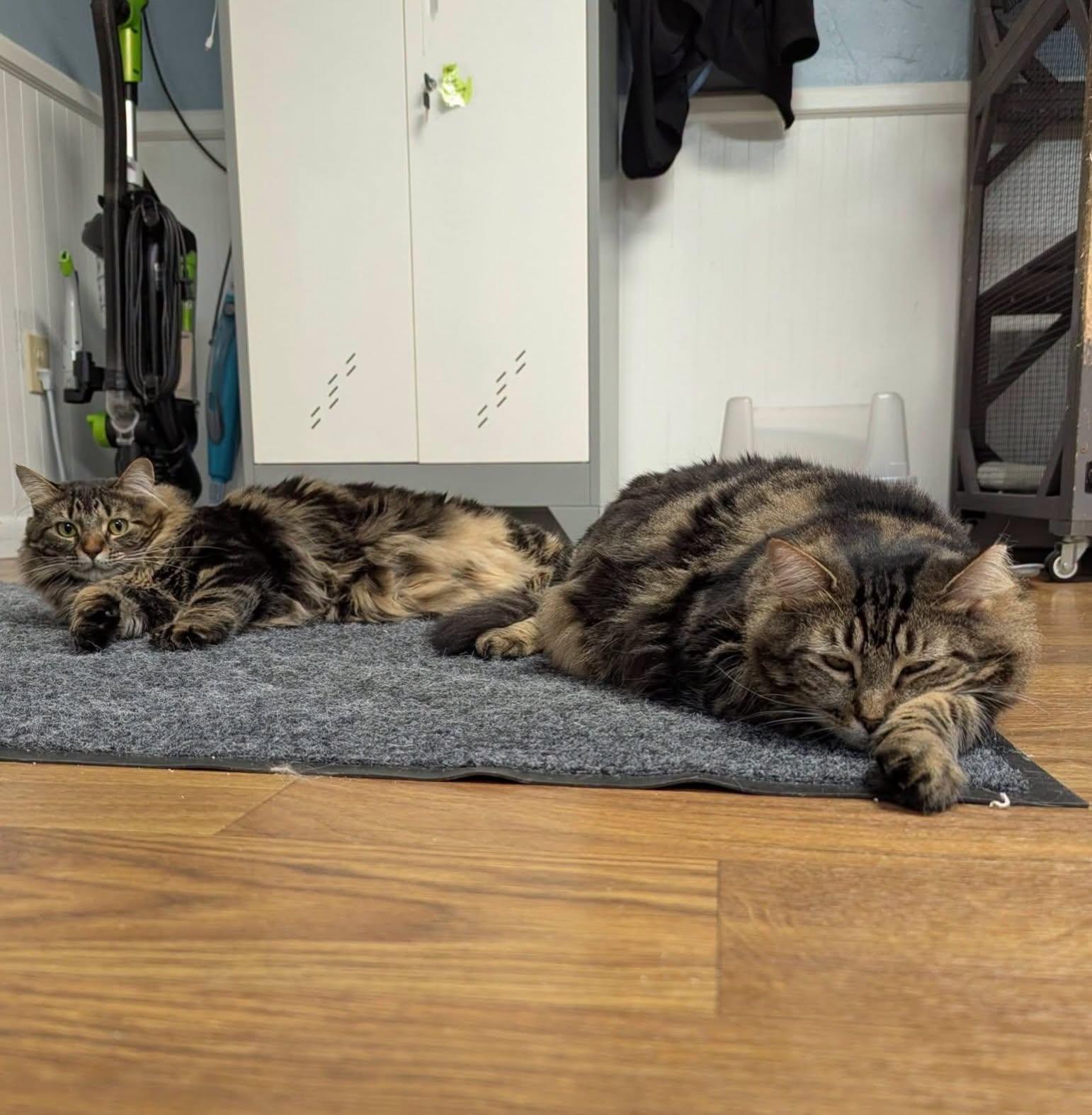 Enlarge Widow & Roo, a Adoptable Domestic Medium Hair in McDonald, PA image 3/6