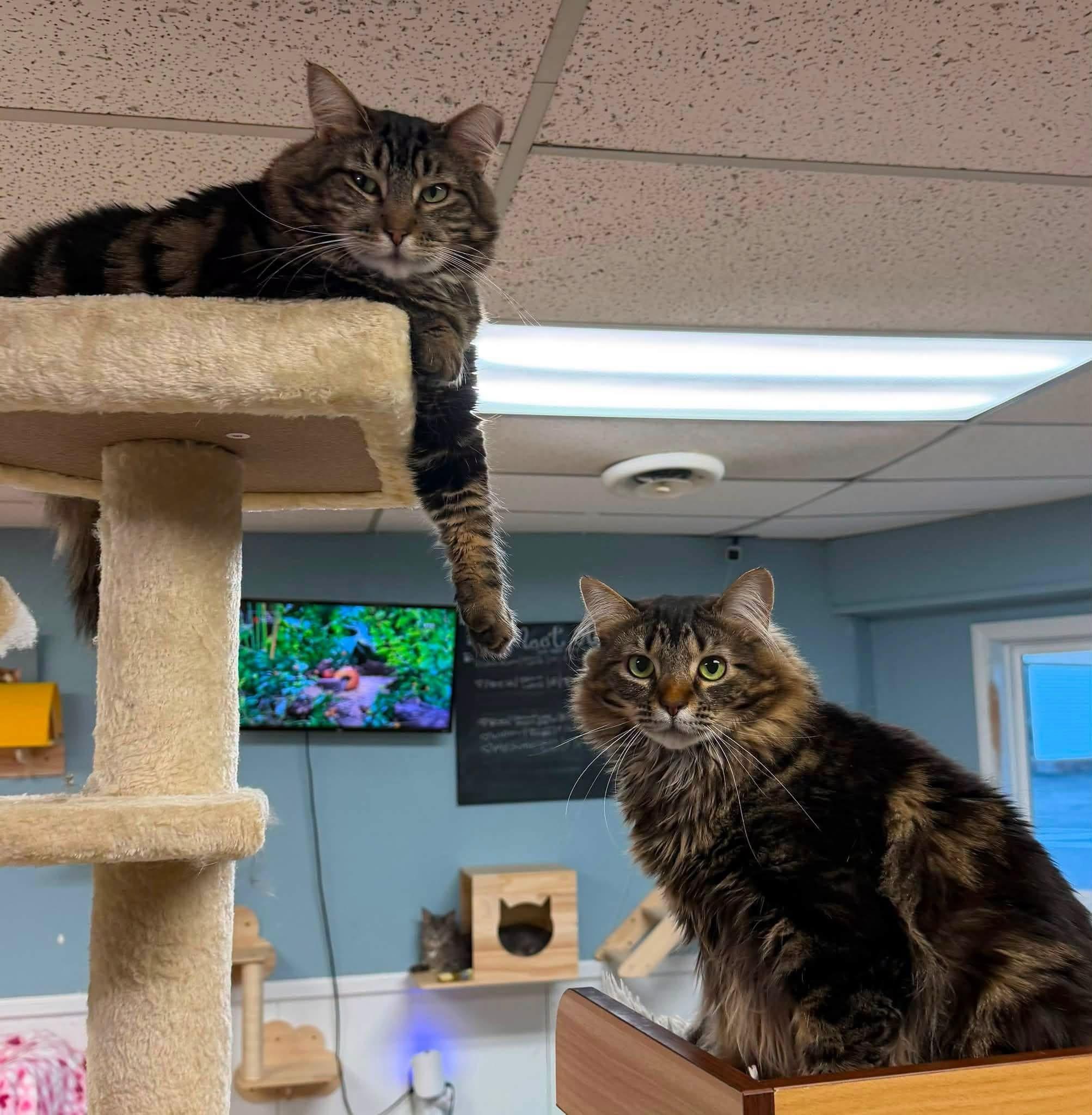 Enlarge Widow & Roo, a Adoptable Domestic Medium Hair in McDonald, PA image 2/6