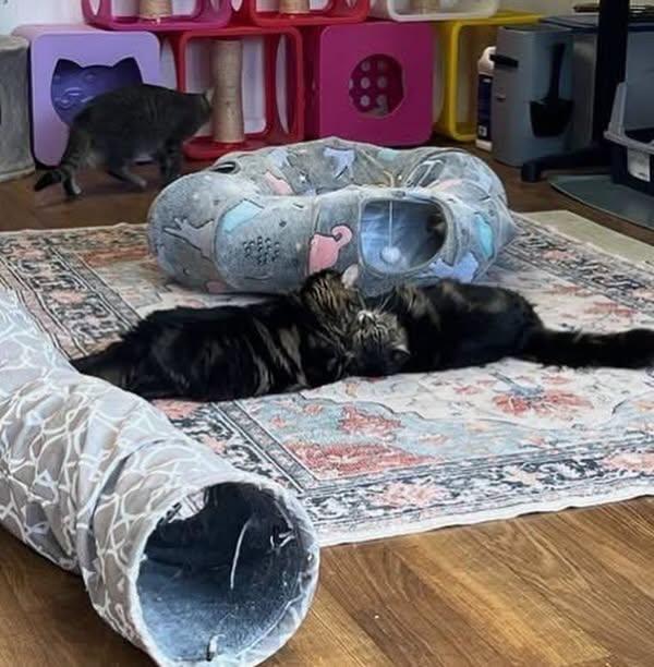Enlarge Widow & Roo, a Adoptable Domestic Medium Hair in McDonald, PA image 4/6