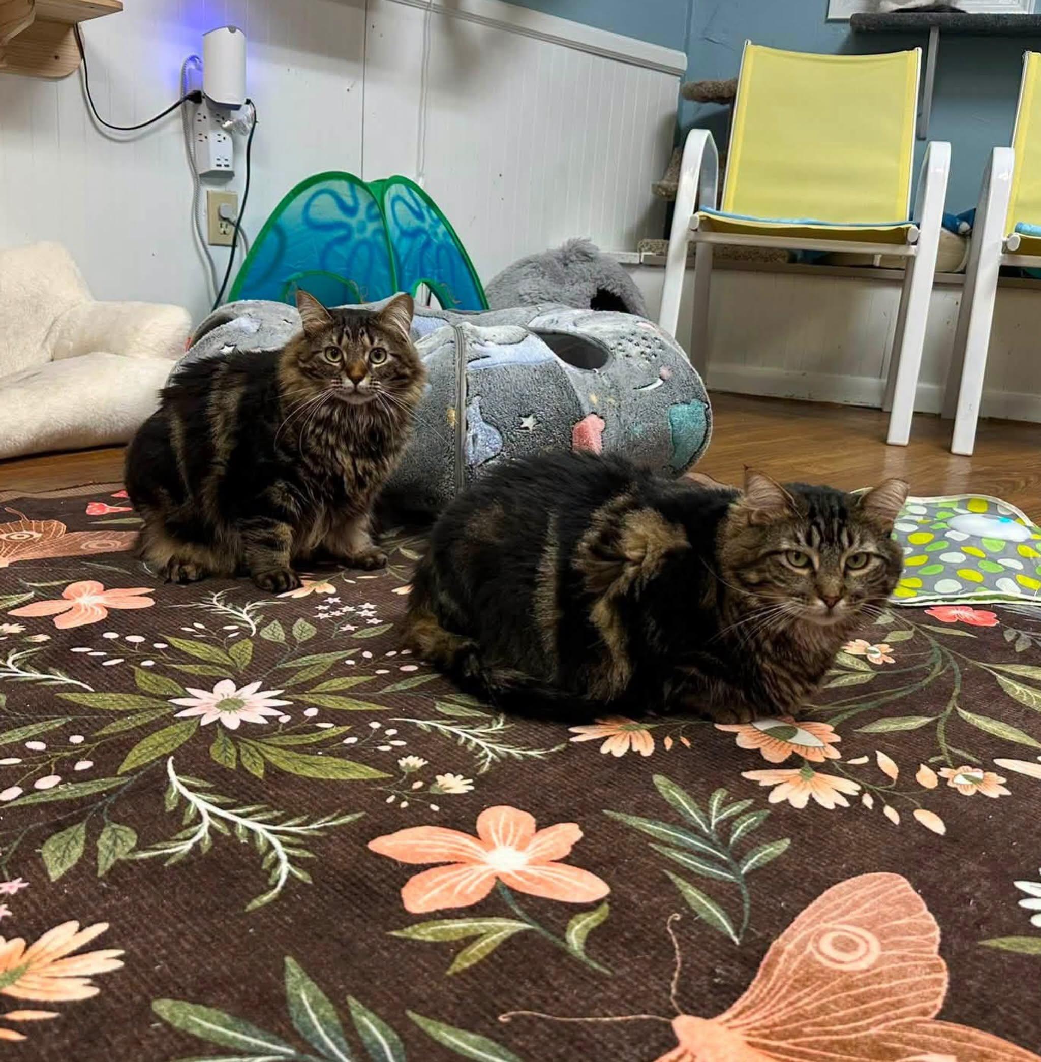 Enlarge Widow & Roo, a Adoptable Domestic Medium Hair in McDonald, PA image 5/6
