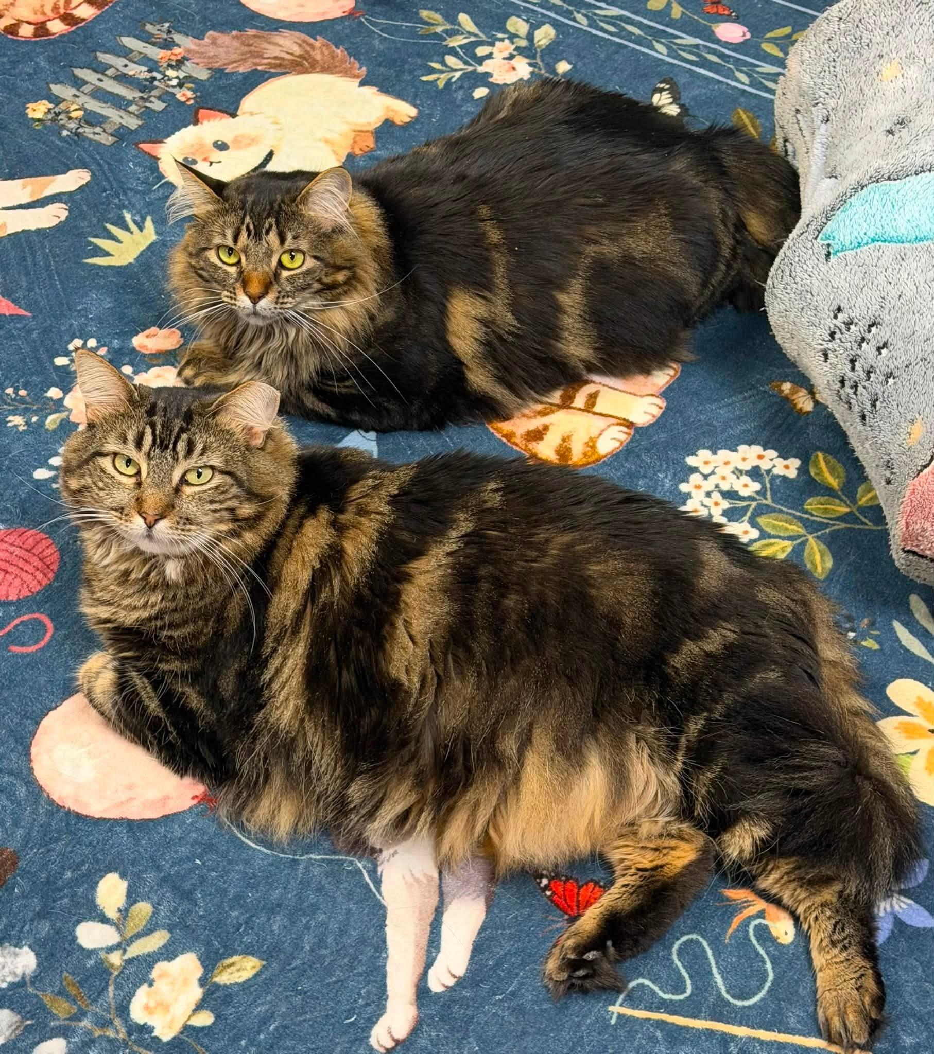 Enlarge Widow & Roo, a Adoptable Domestic Medium Hair in McDonald, PA image 1/6