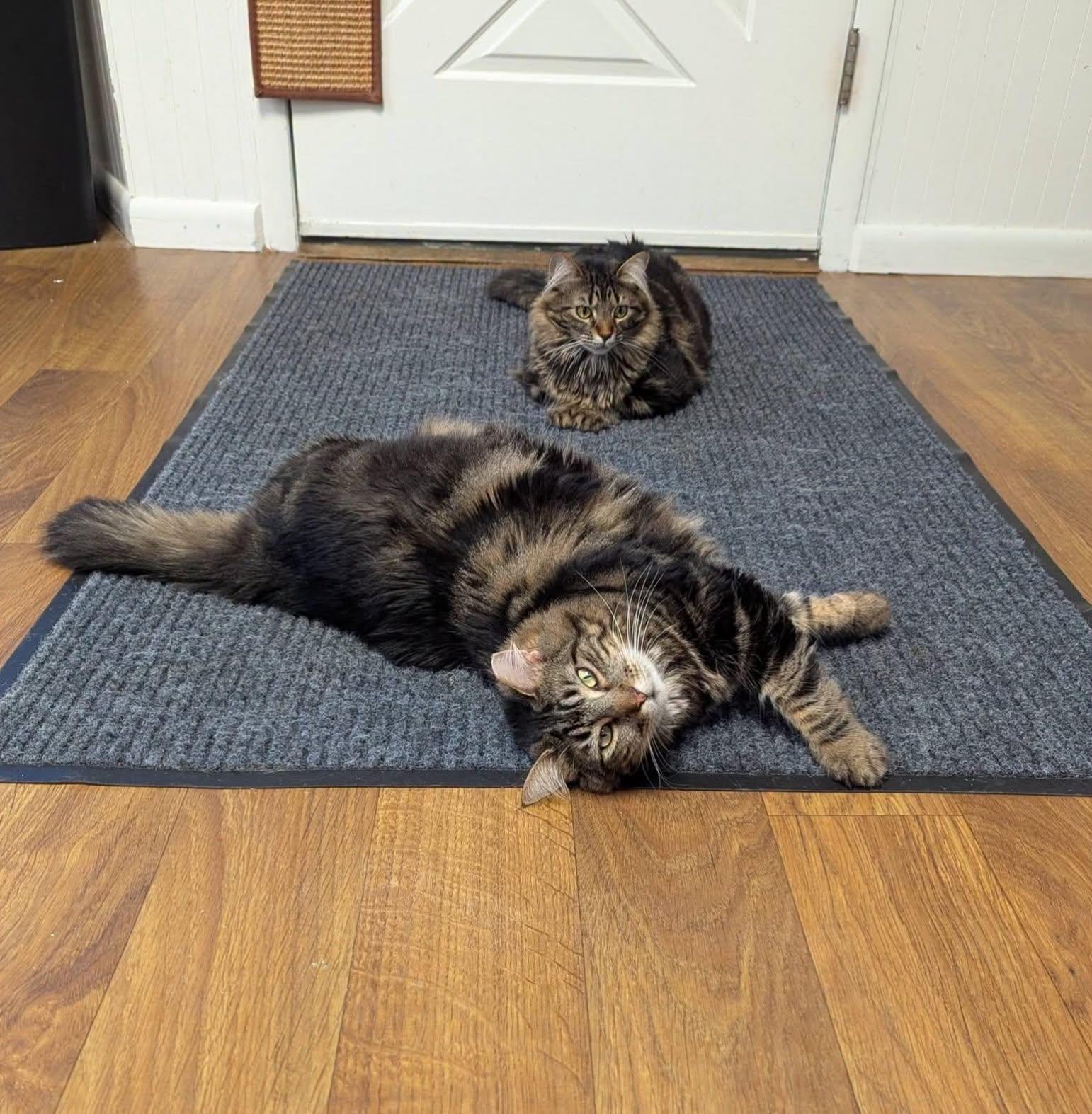 Enlarge Widow & Roo, a Adoptable Domestic Medium Hair in McDonald, PA image 6/6