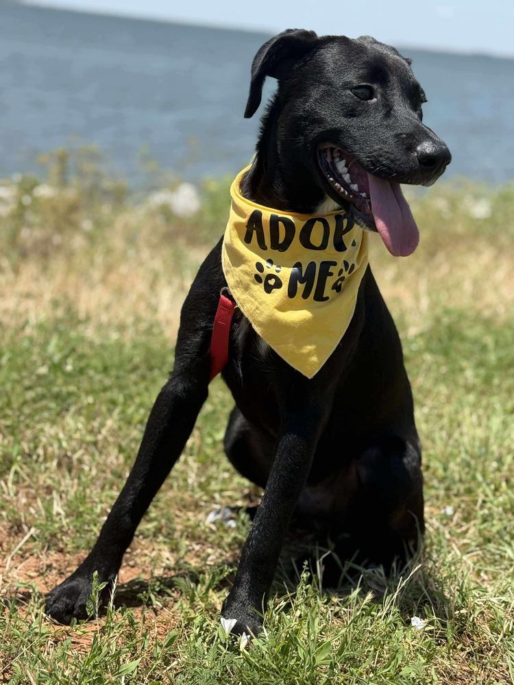 Lenny, a Adoptable mixed breed in Shawnee, OK image 1/6