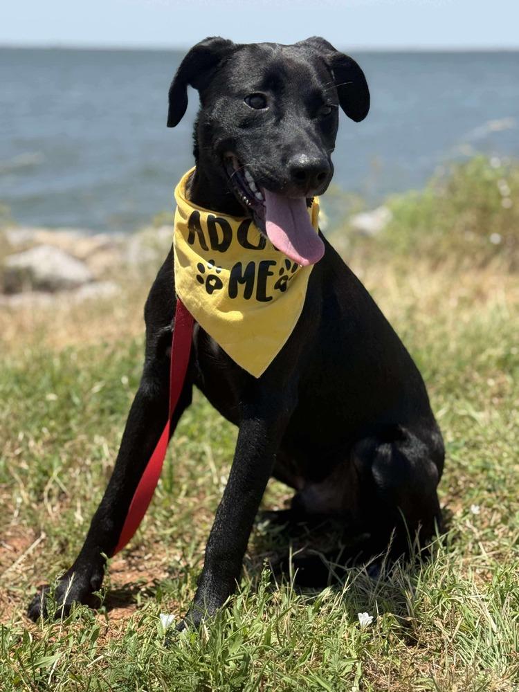 Lenny, a Adoptable mixed breed in Shawnee, OK image 2/6