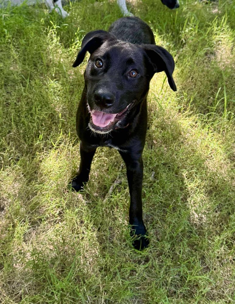 Lenny, a Adoptable mixed breed in Shawnee, OK image 3/6