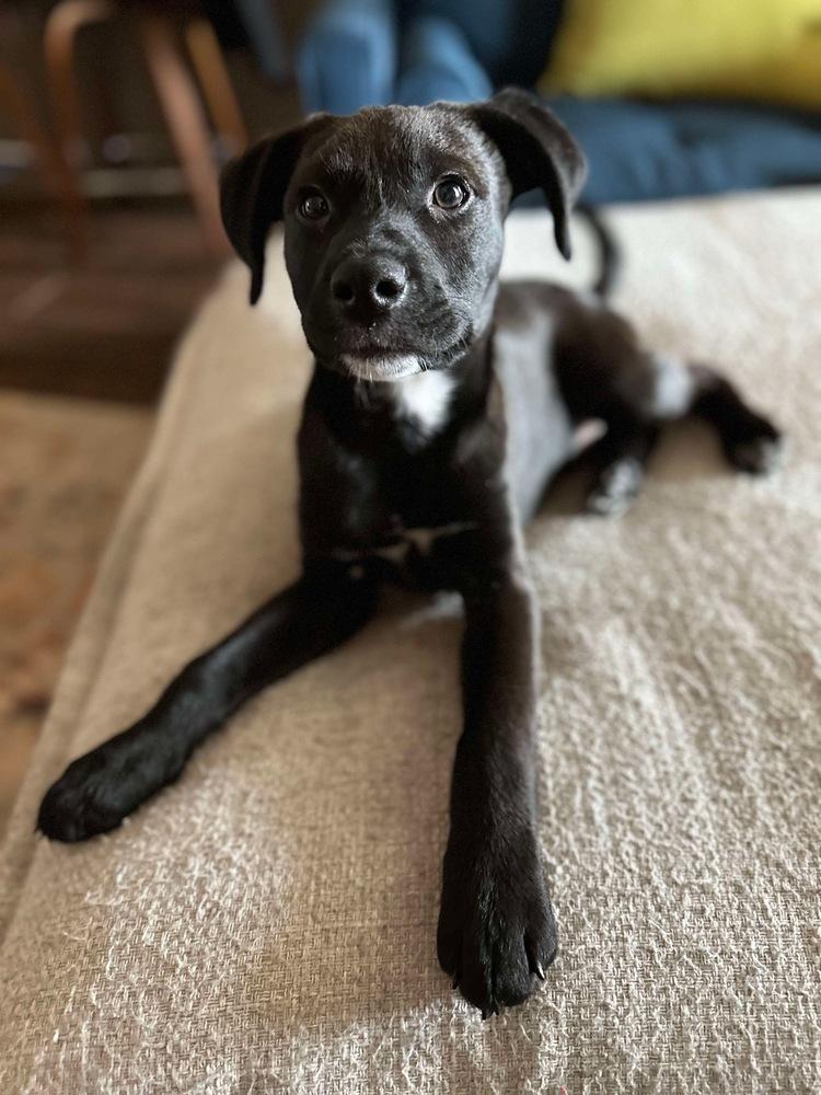 Lenny, a Adoptable mixed breed in Shawnee, OK image 4/6