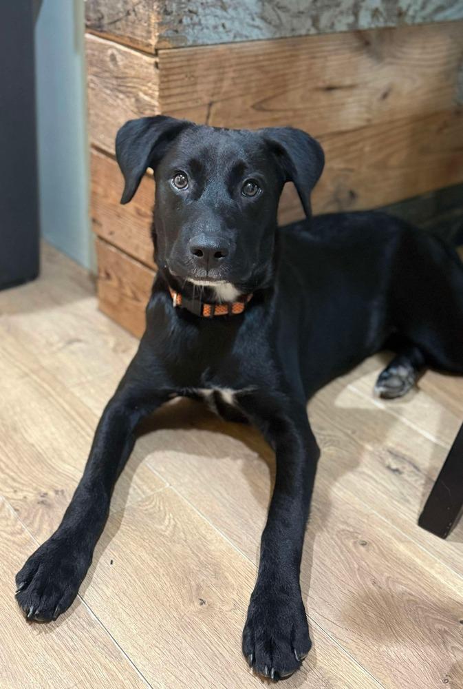 Lenny, a Adoptable mixed breed in Shawnee, OK image 5/6