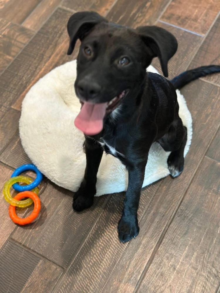Lenny, a Adoptable mixed breed in Shawnee, OK image 6/6