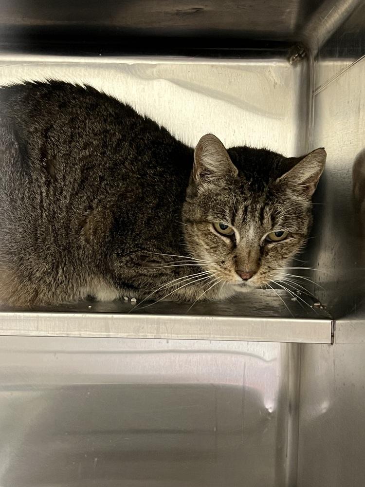 Vivian, Adoptable, Senior Female Domestic Short Hair & Tabby.