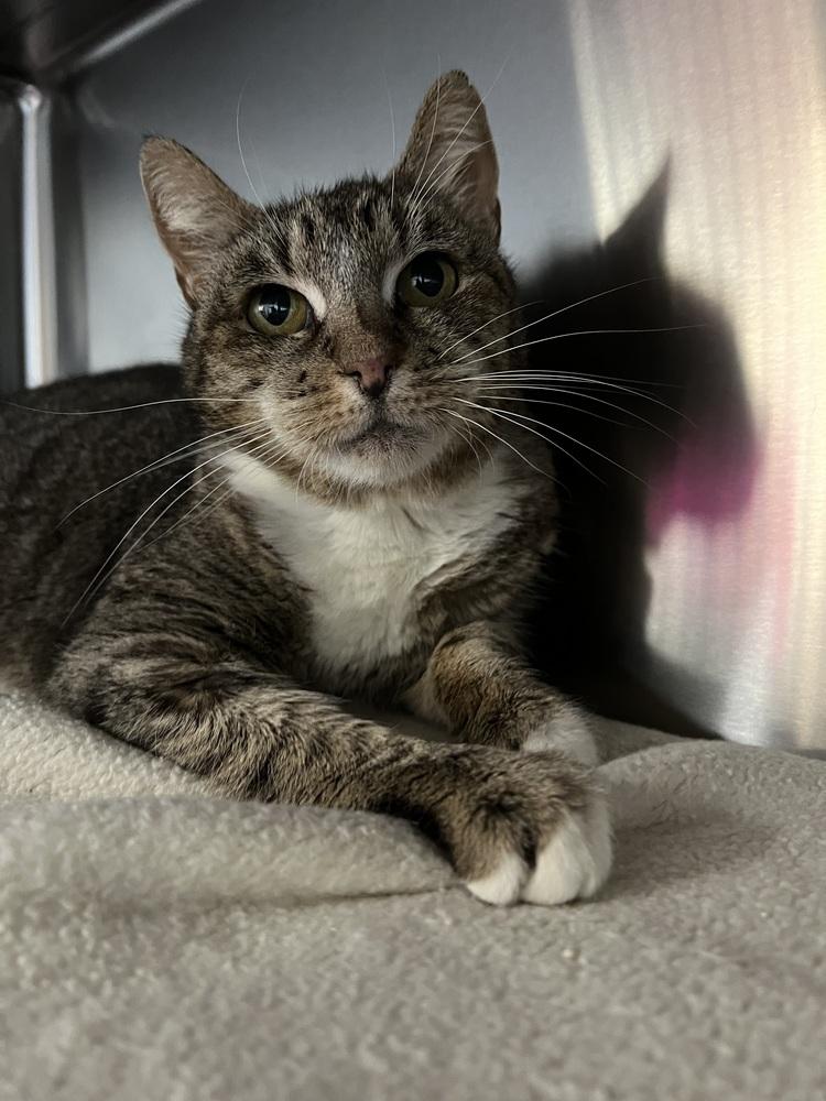 Vivian, a Adoptable mixed breed in Oakdale, CA image 2/2