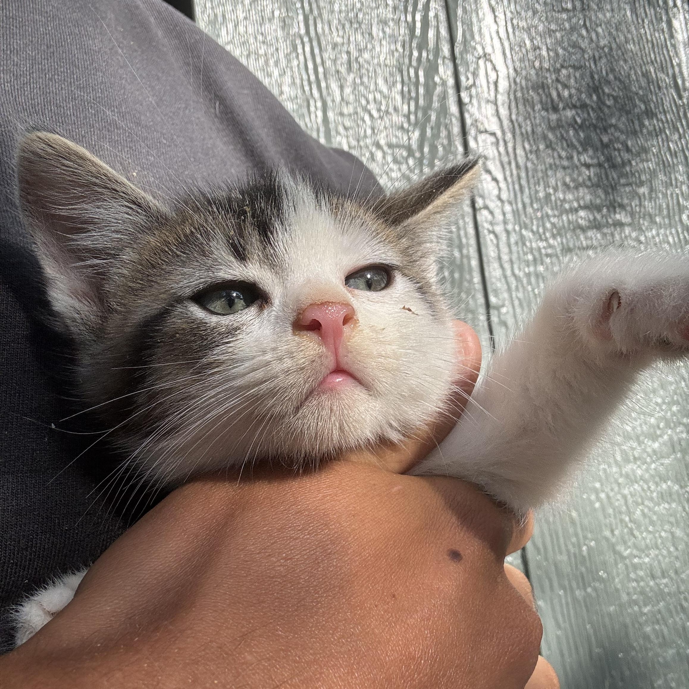 Waffle, a ADOPTABLE mixed breed in San Diego, CA image 3/4
