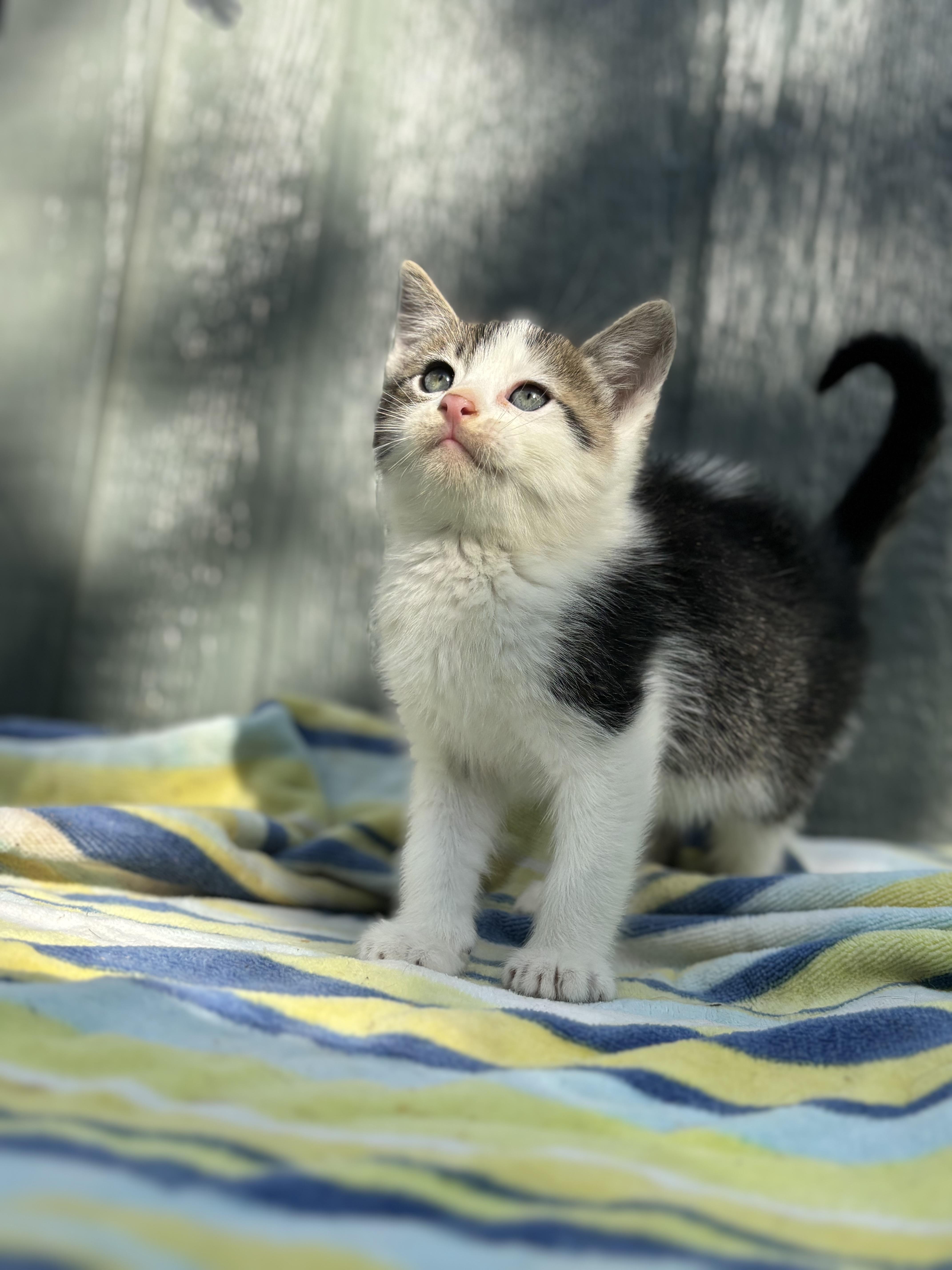Waffle, ADOPTABLE, Young Male Turkish Angora & Snowshoe.