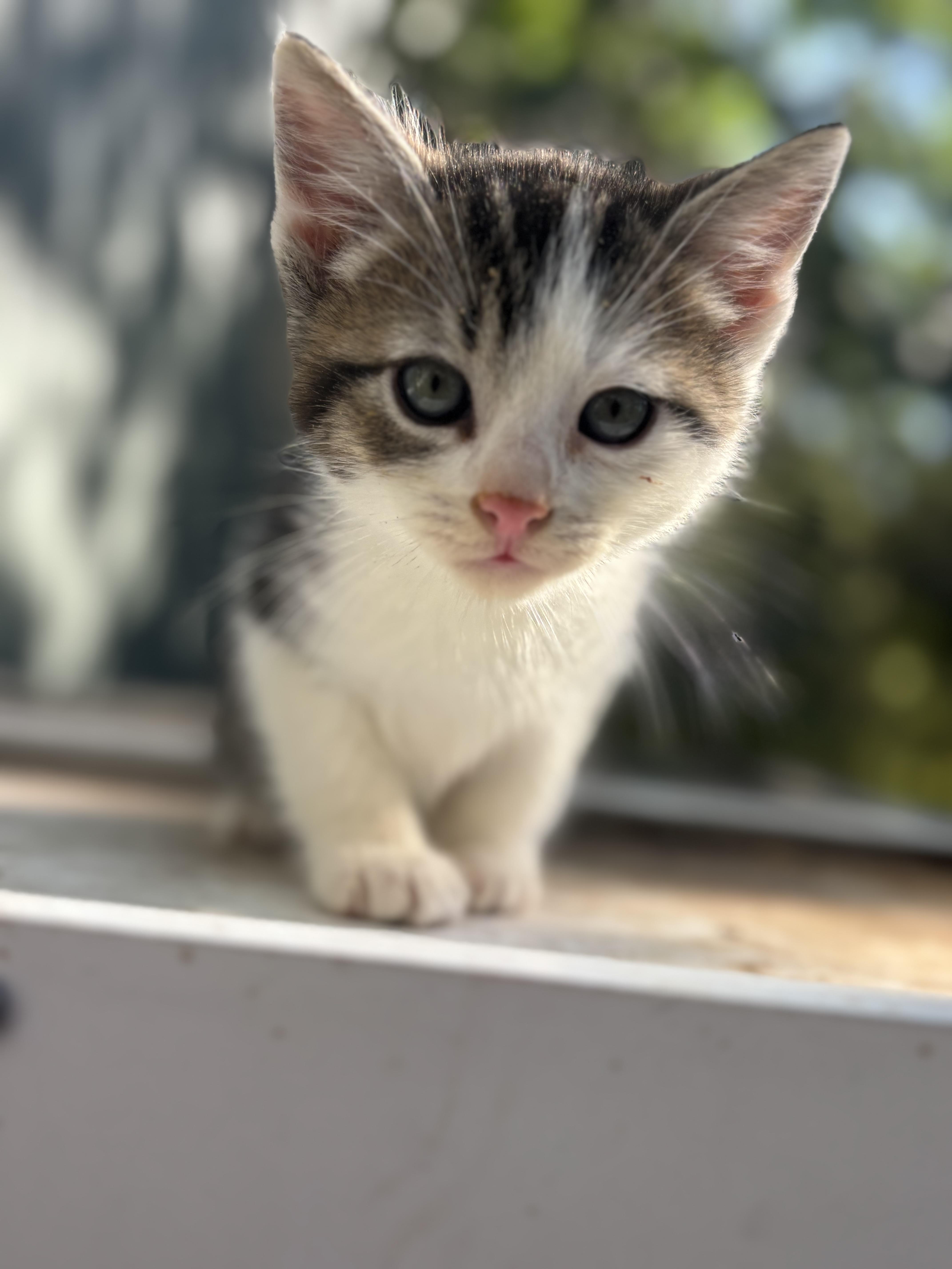 Waffle, a ADOPTABLE mixed breed in San Diego, CA image 2/4