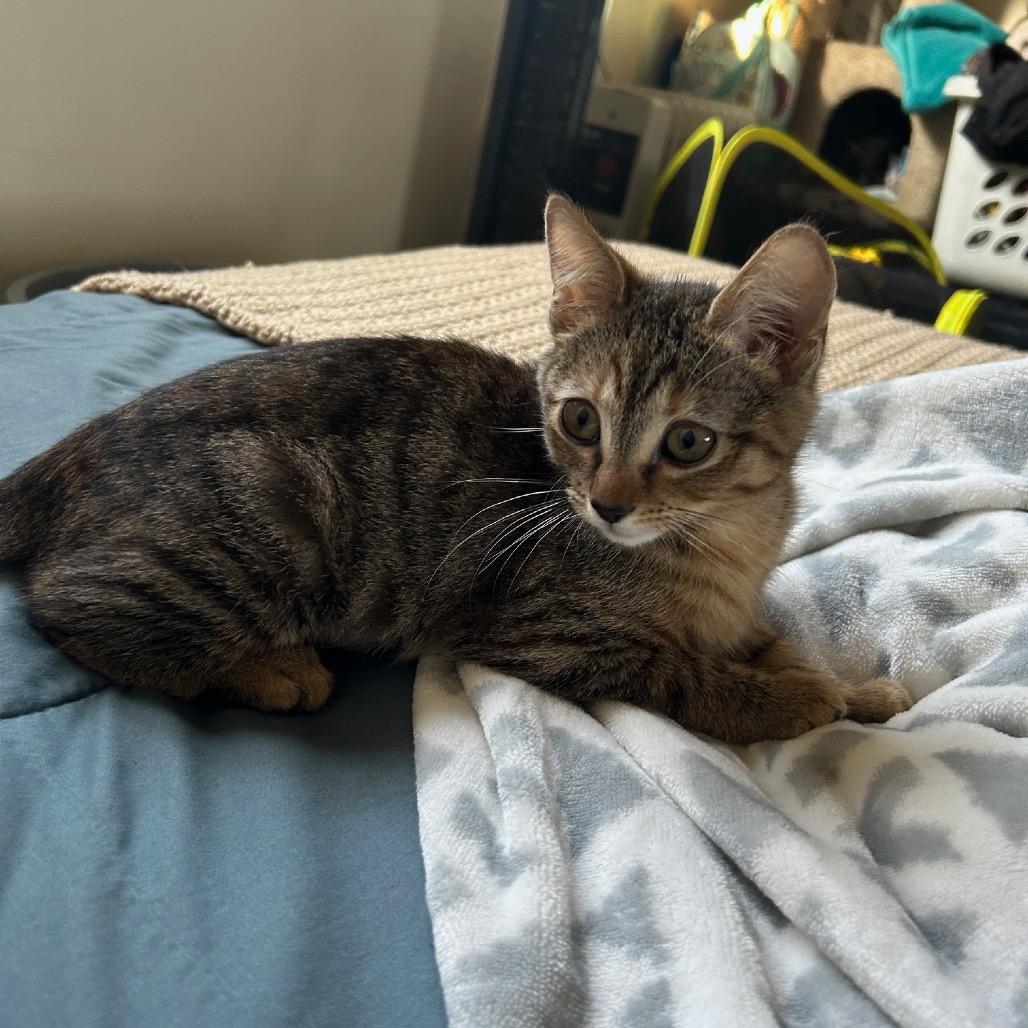 Scarlett, a Adoptable Domestic Short Hair in Mission Hills, CA image 1/6