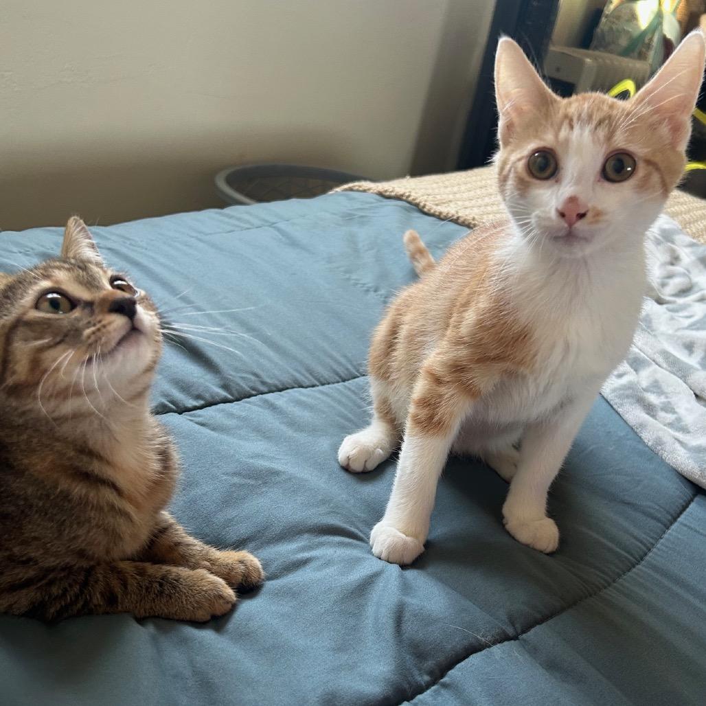 Scarlett, a Adoptable Domestic Short Hair in Mission Hills, CA image 2/6