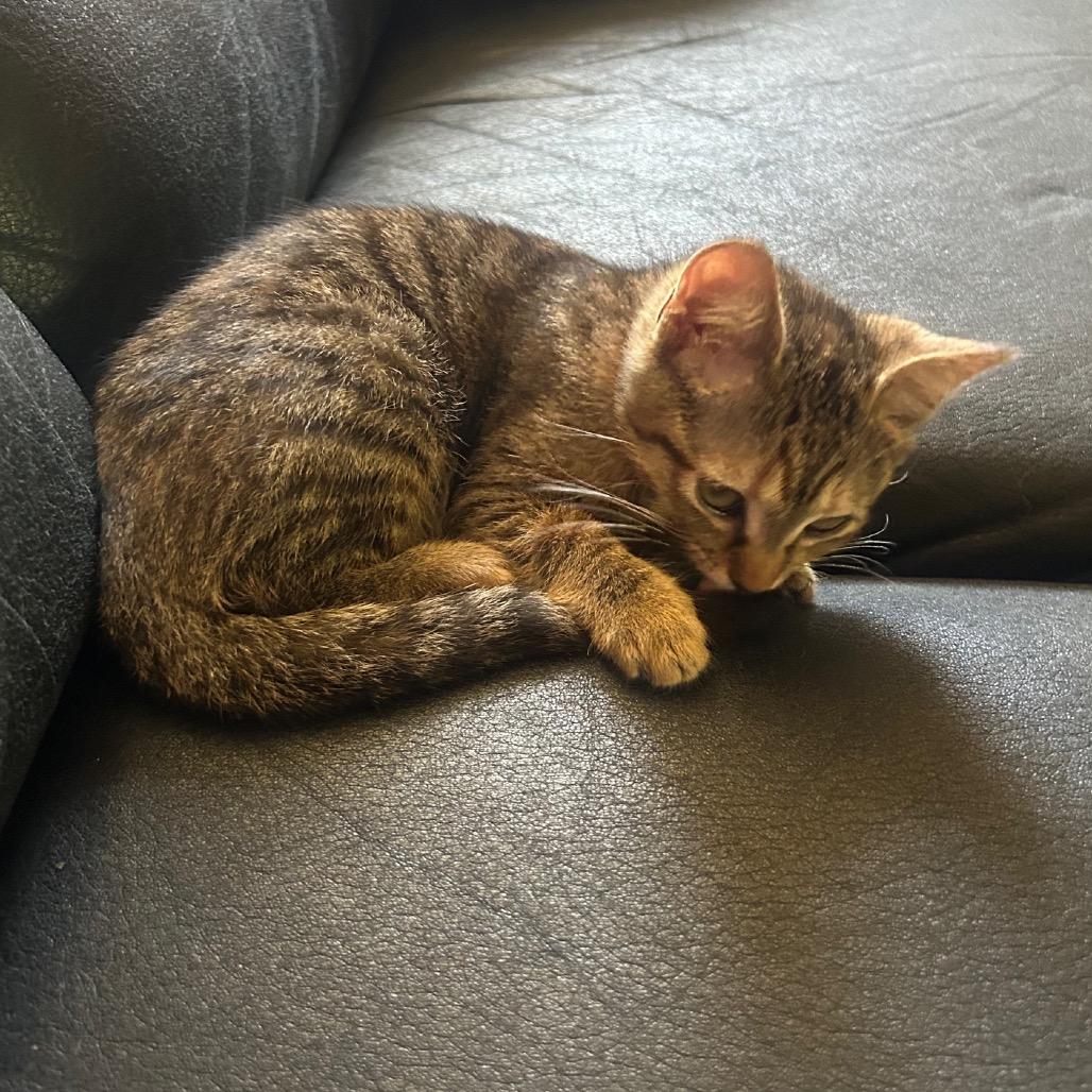 Scarlett, a Adoptable Domestic Short Hair in Mission Hills, CA image 3/6