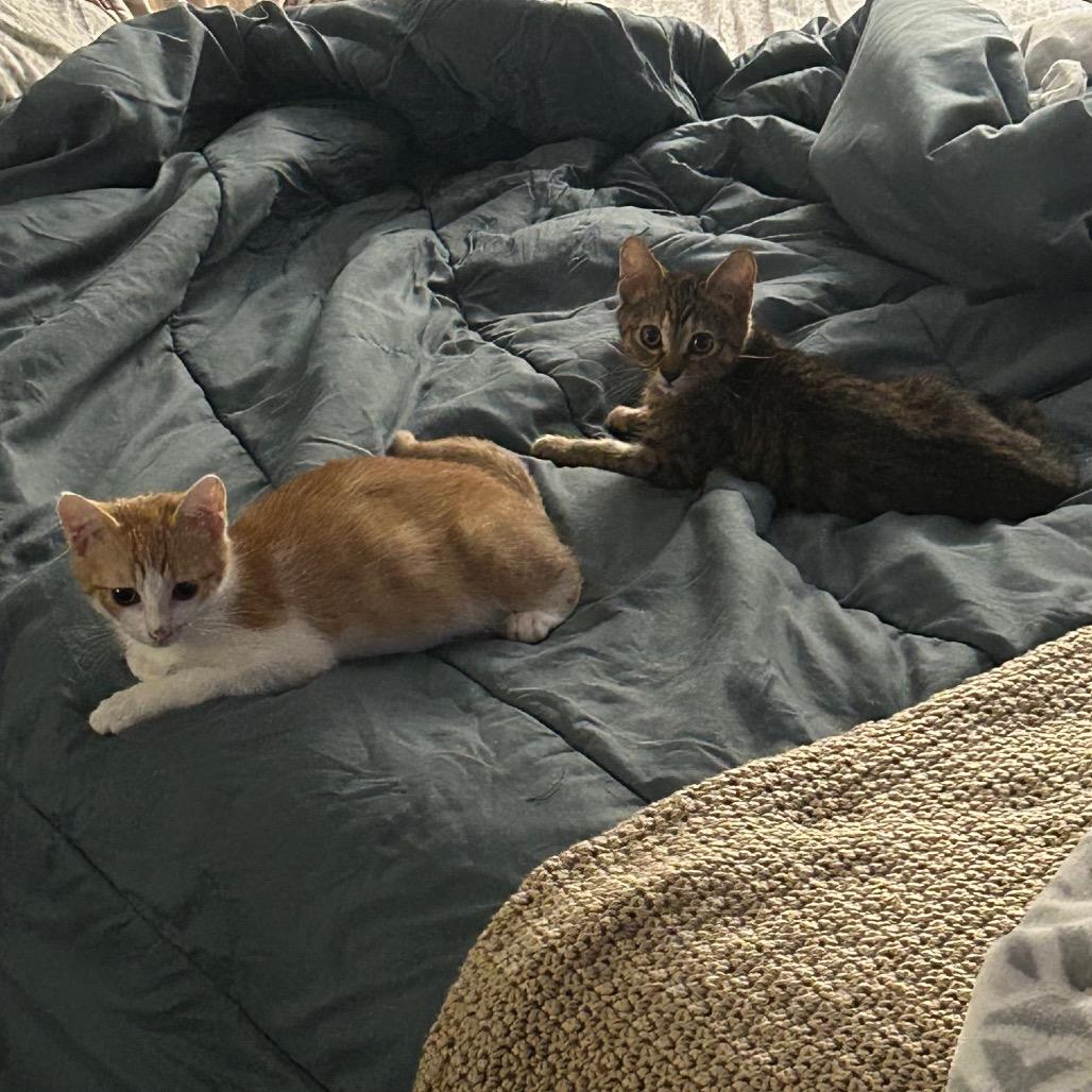 Scarlett, a Adoptable Domestic Short Hair in Mission Hills, CA image 4/6