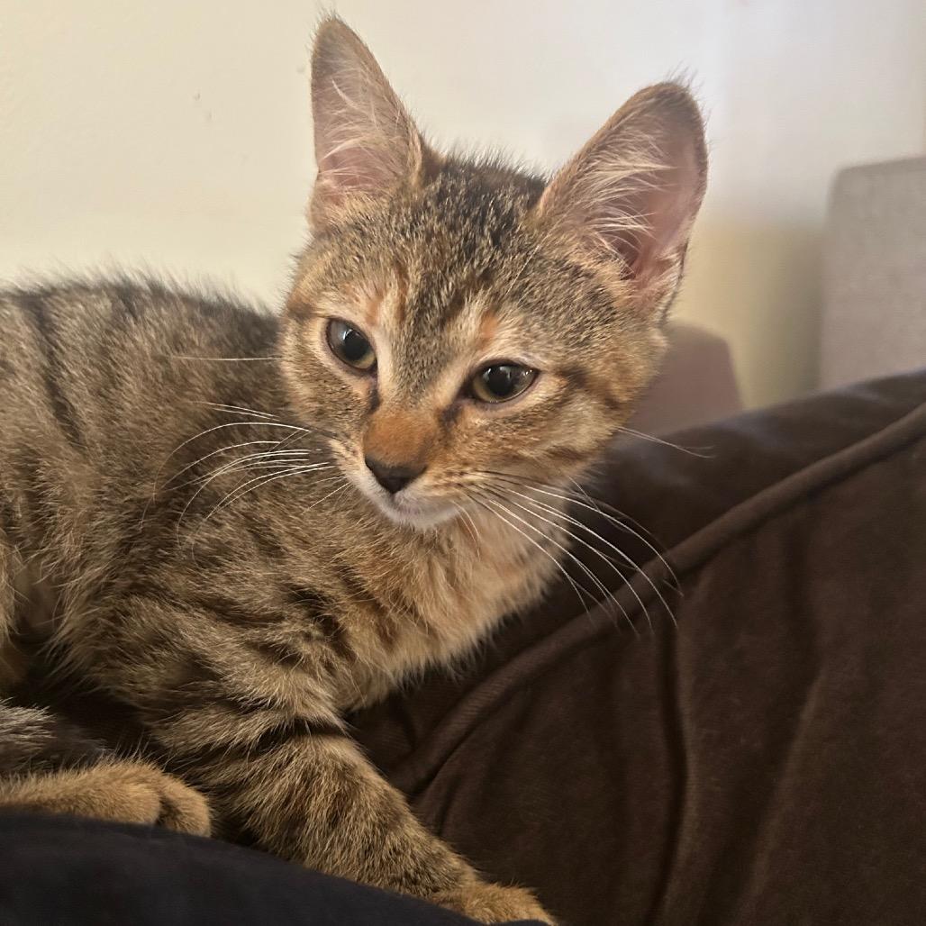 Scarlett, a Adoptable Domestic Short Hair in Mission Hills, CA image 5/6