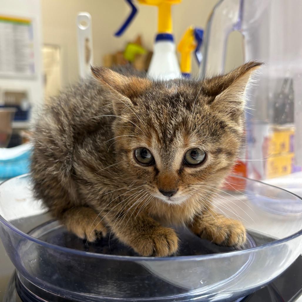 Scarlett, a Adoptable Domestic Short Hair in Mission Hills, CA image 6/6