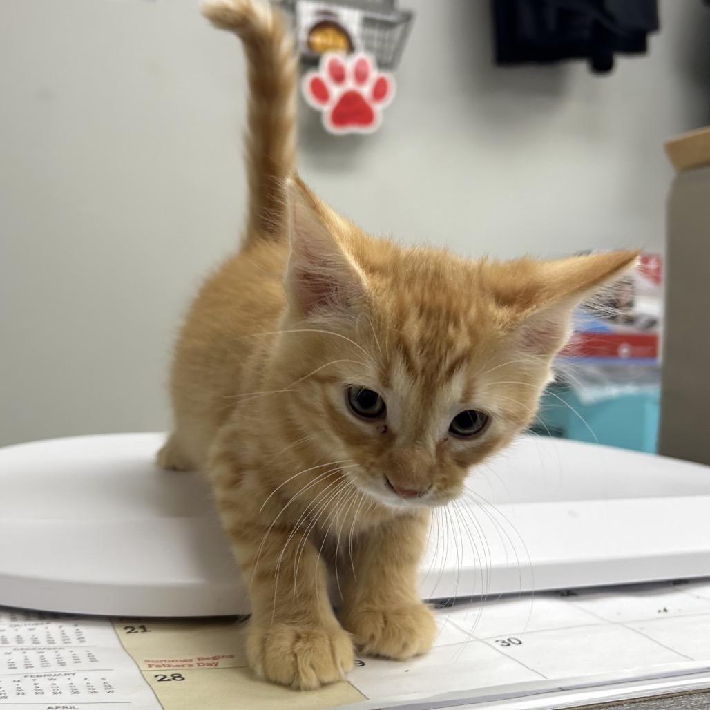 Enlarge Cheeto, a Adoptable Domestic Short Hair in Hannibal, MO image 1/1